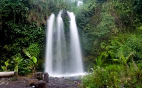 Seperti bunga di padang yang yang hari ini ada serta besok lenyap. Perpaduan Unik Air Terjun Kembar Dan Bunga Bangkai Barrabaa