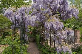To create a similar wisteria trellis, use side outlet elbow fittings, three socket tee fittings, 45° single socket tee fittings, and corner swivel socket fittings. How To Grow Wisteria Rhs Gardening