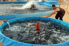 Rincian Biaya Ternak Lele Di Kolam Terpal Yang Harus Anda Siapkan