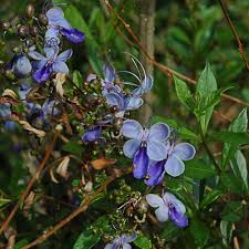 Image result for Rotheca