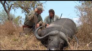 Former spur ceo pierre van tonder is in a critical condition in a cape town hospital. Winchester Legends S6e4 Tanzania Hippo And Cape Buffalo Youtube