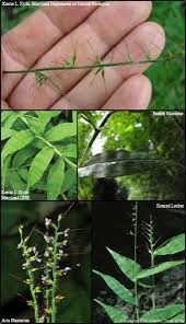 Image result for Oplismenus hirtellus