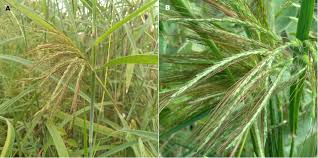 Image result for Euclasta