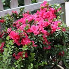 Pruning Rhododendron Azalea Varieties Can Be Done Right After The First Round Of Flowers Begin To Fade A Hand Pruner Selecti Azaleas Bloom Hot Pink Flowers