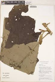 Image result for Monosis conferta