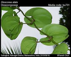 Image result for Dioscorea alata
