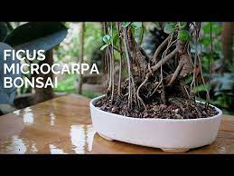 Part or all of this entry has been imported from the 1913 edition of webster's dictionary. Ficus Microcarpa Bonsai Golectures Online Lectures
