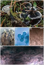 Image result for Phellodon niger