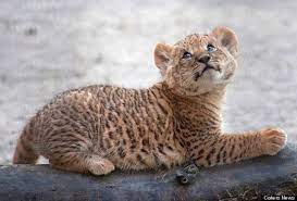 Holy Cuteness Look At These Liliger Cubs Baby Animals Cute Animals Zonkey