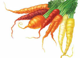 Carrot varieties vary greatly in color and shape. Learn How To Grow Carrots Mother Earth News