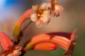 Image result for Cyrtanthus breviflorus