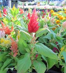 How To Grow And Care For The Celosia Or Cockscomb Flower In Containers Container Gardening Flowers Container Gardening Petunia Flower