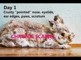 Image result for scabies rabbits ears