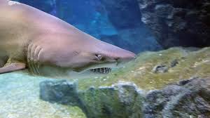 Le tien m'appelera hors du terrier, comme une musique. La Crise Requin A L Ile De La Reunion