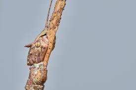 Pin En Macro Animales