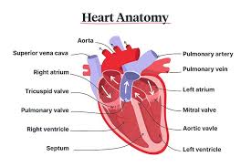 The sternum is located along the body's midline in the anterior thoracic region just deep to the skin. Lung Chest And Bowel Sounds Assessment Guide Ausmed