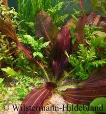 Powered by create your own unique website with customizable templates. Schwertpflanzen Echinodorus