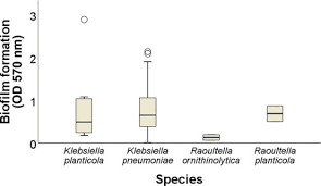 It is a rare cause of human infections. Characterization Of Klebsiella Isolates Obtained From Clinical Mastitis Cases In Dairy Cattle Sciencedirect