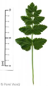 Image result for Pimpinella afra
