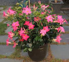 Image result for dipladenie hybrida rio obrázek