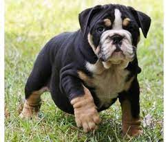 Advertise, sell, buy and rehome english bulldog dogs and puppies with pets4homes. Dogs For Sale In Ashburn Virginia Bulldog Puppies Puppies English Bulldog Puppies