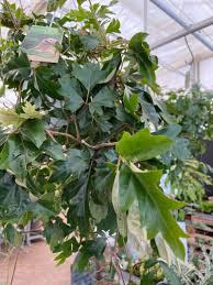 Image result for Cissus integrifolia