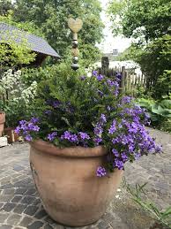 Schone Kombination Eiben Kugel Mit Campanula Glockenblume Im Kubel Zeitlos Langjahrig In 2020 Glockenblume Garten Eibe