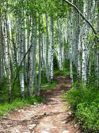Birch Trees In Colorado A Walk In The Aspen Forest Colorado By Liza Cr White Birch Trees Forest Landscape Landscape Photography