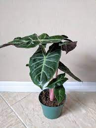 Anthurium Crystallinum Seed Grown Plant Care Houseplant Indoor Plants Names Cool Plants