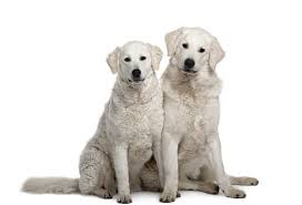 See more of kuvasz national club in russia on facebook. Kuvasz Facts And Beyond Biology Dictionary