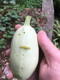Check spelling or type a new query. Squash Pickleworm Walter Reeves The Georgia Gardener