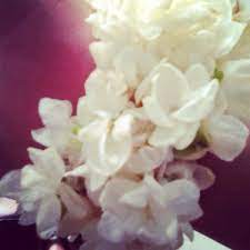 Motia From Pakistan Flowers Hydrangea Pakistan