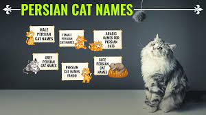 Unusual cat names inspired by your favorite fictional characters. Persian Cat Names 150 Unique And Gorgeous Names With Meanings Petmoo