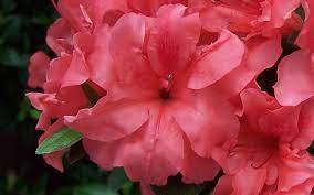 Autumn Princess Encore Azalea Summer Flowers Garden Buy Plants Online Azaleas