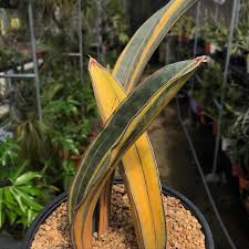 Image result for Sansevieria sinus-simiorum