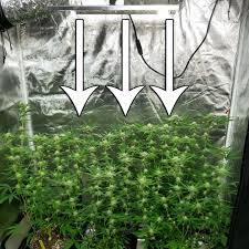 There are 140 suppliers who sells flat panel led grow light on alibaba.com, mainly located in asia. Do My Cannabis Plants Need Side Lighting Grow Weed Easy