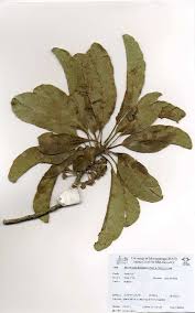 Image result for Inhambanella henriquesii