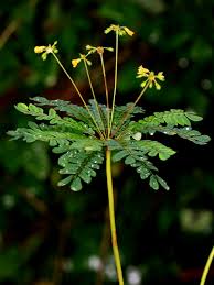 Image result for Biophytum