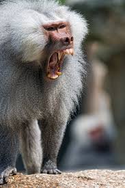 Baboons are some of the most identifiable of the monkey world. Baboon Yawning Baboon Noahs Ark Animals Animal Planet