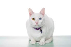 We did not find results for: Cat Coughing Causes And Treatment All About Cats