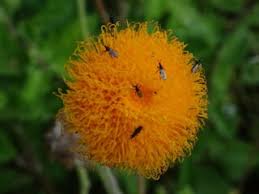 Image result for Crassocephalum vitellinum