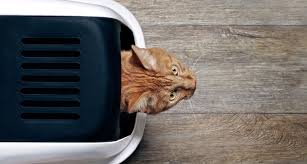 It's mostly rodents that carry the parasite, but it has been found in some amphibians, reptiles and fish. Tapeworms In Cats Causes Symptoms And Treatment Bechewy