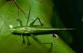 Image result for Ruspolia sp. no. 1 (Biegel 5407)