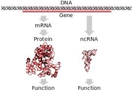 Genes are dna sequences instruct cells to produce particular proteins, which in turn determine traits. Gene Wikipedia