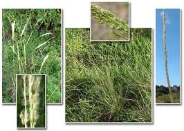 Image result for Sporobolus pyramidalis