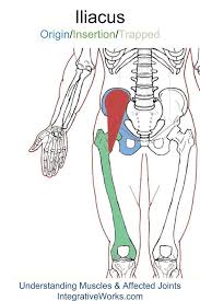 Iliacus Functional Anatomy Integrative Works Trigger Points Yoga For Seniors Sports Massage Therapy