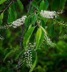 Image result for Prunus serotina