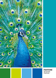 Peacock premium is where the features start to open up. Turquoise Peacock 1000 Pcs Pantone Clementoni