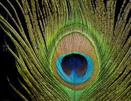 Almost files can be used for commercial. Peacock Feather Stock Photos Offset