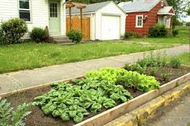 Plant Trampling And Theft In Gardens How To Protect Plants From Strangers Vegetable Garden Planning Garden Layout Small City Garden